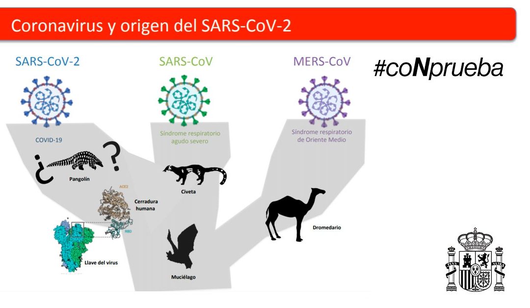 Descripción, Origen y transmisión coronavirus